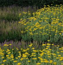 Image result for Achillea filipendulina