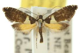 Attēlu rezultāti vaicājumam “Glyphipterigidae”