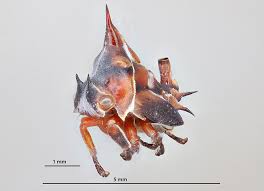 Attēlu rezultāti vaicājumam “Membracidae”