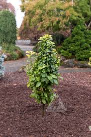 Attēlu rezultāti vaicājumam “Carpinus betulus”