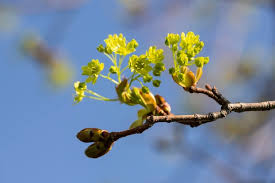 Attēlu rezultāti vaicājumam “Acer platanoides flower”