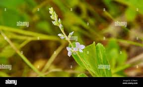 Attēlu rezultāti vaicājumam “Veronica officinalis fruit”