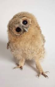 Attēlu rezultāti vaicājumam “Strix aluco juvenile”