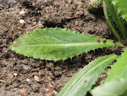 Attēlu rezultāti vaicājumam “Carlina biebersteinii leaf”