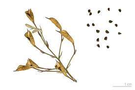 Attēlu rezultāti vaicājumam “Consolida regalis”