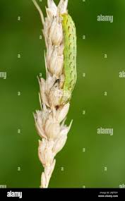 Attēlu rezultāti vaicājumam “Lacanobia contigua larva”