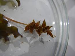 Attēlu rezultāti vaicājumam “Potamogeton trichoides leaf”