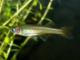 Image result for Salvelinus youngeri