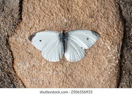 Attēlu rezultāti vaicājumam “Pieris rapae male”