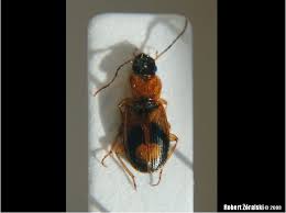 Attēlu rezultāti vaicājumam “Badister bullatus”