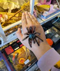 Attēlu rezultāti vaicājumam “Badhamia versicolor”