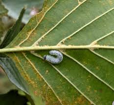 Attēlu rezultāti vaicājumam “Eriocampa ovata larva”