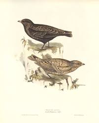 Image result for Melanocorypha yeltoniensis