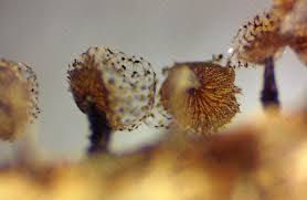 Attēlu rezultāti vaicājumam “Cribraria piriformis young”