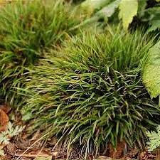 Attēlu rezultāti vaicājumam “Luzula pilosa”