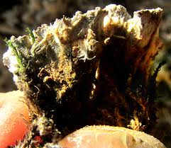 Attēlu rezultāti vaicājumam “Cetrelia olivetorum”