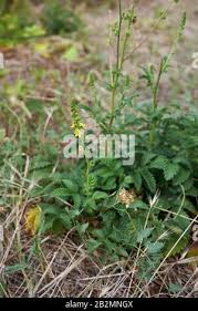 Attēlu rezultāti vaicājumam “Agrimonia eupatoria leaf”