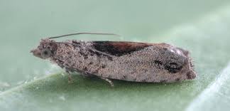 Attēlu rezultāti vaicājumam “Epinotia ramella”