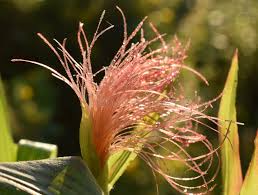 Attēlu rezultāti vaicājumam “Zea mays female flower”