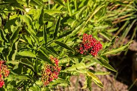 Attēlu rezultāti vaicājumam “Sambucus racemosa fruit”