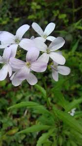 Attēlu rezultāti vaicājumam “Cardamine bulbifera flower”