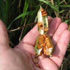 Attēlu rezultāti vaicājumam “Iris pseudacorus fruit”