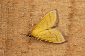 Attēlu rezultāti vaicājumam “Mecyna flavalis”