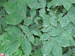 Attēlu rezultāti vaicājumam “Carya cordiformis”