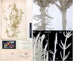 Attēlu rezultāti vaicājumam “Chara polyacantha”