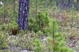 Attēlu rezultāti vaicājumam “Pinus sibirica”