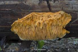 Attēlu rezultāti vaicājumam “Pycnoporellus alboluteus”