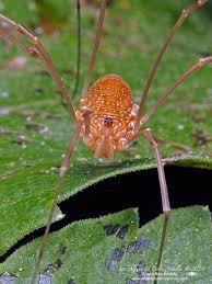 Attēlu rezultāti vaicājumam “Opiliones”