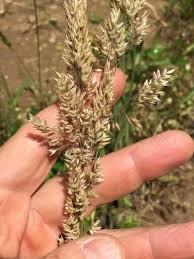 Attēlu rezultāti vaicājumam “Holcus lanatus  fruit”