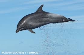 Image result for Tursiops truncatus