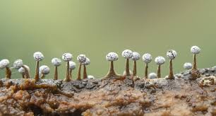 Attēlu rezultāti vaicājumam “Physarum ovisporum sessile”