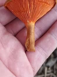 Attēlu rezultāti vaicājumam “Hygrophoropsis aurantiaca”