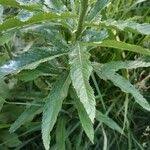 Attēlu rezultāti vaicājumam “Jacobaea paludosa”