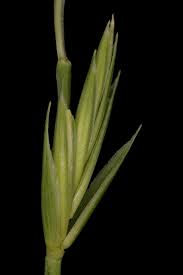 Attēlu rezultāti vaicājumam “Elytrigia repens flower”