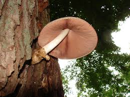 Attēlu rezultāti vaicājumam “Volvariella bombycina”