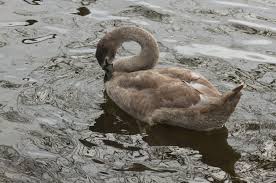 Attēlu rezultāti vaicājumam “Cygnus olor juvenile”