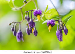 Attēlu rezultāti vaicājumam “Solanum dulcamara flower”