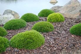 Attēlu rezultāti vaicājumam “Pinus mugo fruit”