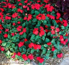 Image result for Impatiens walleriana