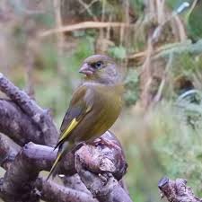 Attēlu rezultāti vaicājumam “Chloris chloris male”