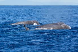 Image result for Hyperoodon ampullatus