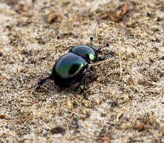 Attēlu rezultāti vaicājumam “Geotrupes”