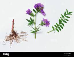 Attēlu rezultāti vaicājumam “Polemonium caeruleum leaf”