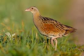 Attēlu rezultāti vaicājumam “Crex crex nest”