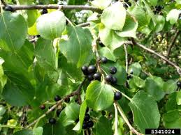 Attēlu rezultāti vaicājumam “Rhamnus cathartica fruit”