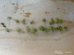 Attēlu rezultāti vaicājumam “Nitella sp.”